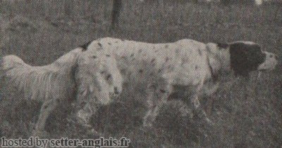 Setter Anglais ILIO DI ENTELLA Setter Anglais ILIO DI ENTELLA